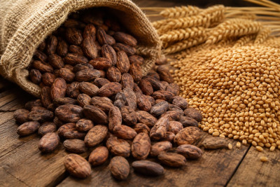 Cocoa beans pouring on to a table.